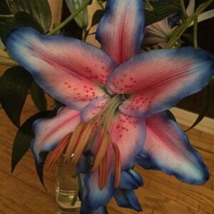 Meet your Posher, Vivienne